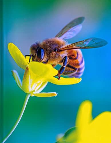 Biene: Blankbook (Blankbook (RB906)) von Tushita PaperArt